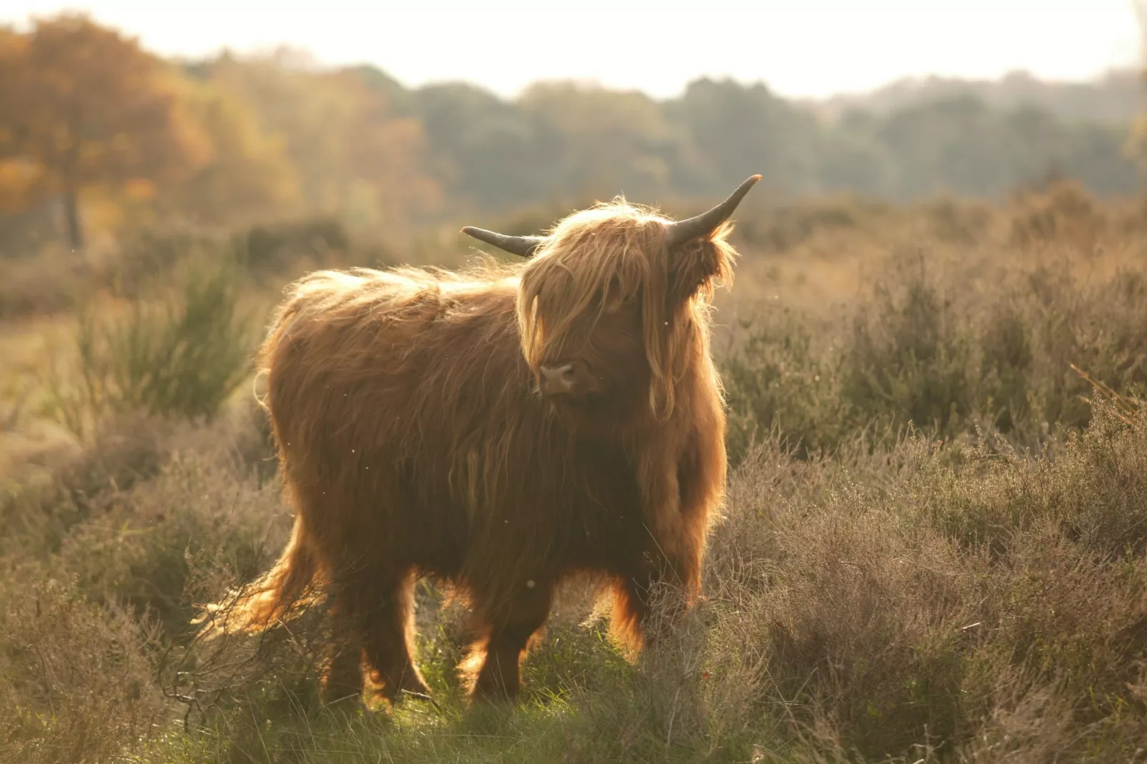 Vakantie bij Meeussen - Schuttersoord 1 - Gebieden zomer 20km