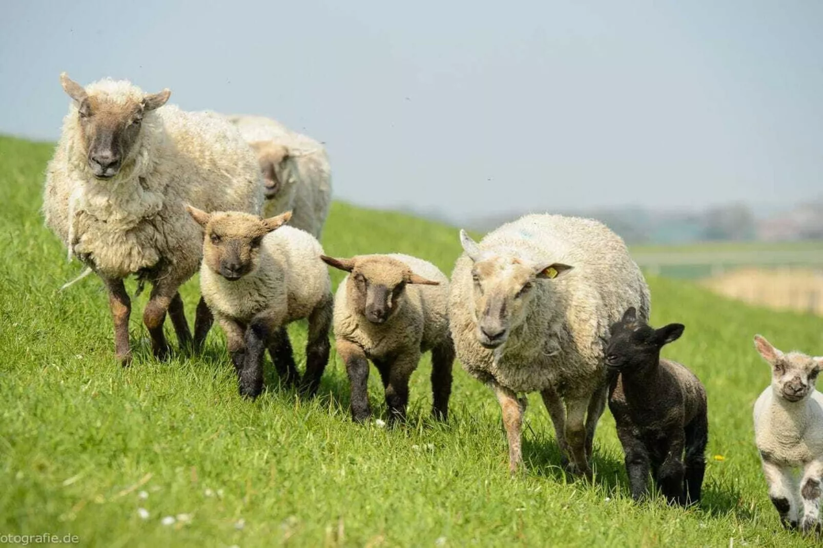 512145-Gebieden zomer 5km