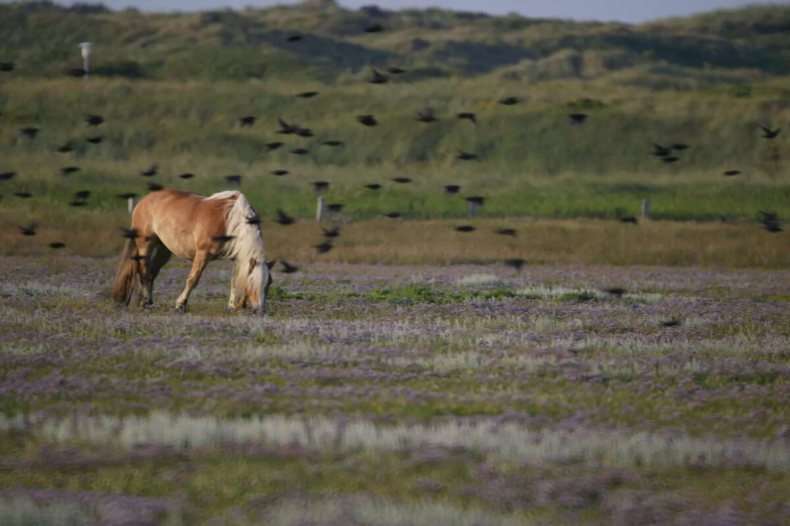 55136-Gebieden zomer 5km