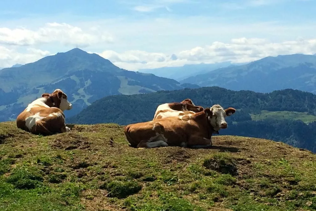 515578 - Niet-getagd