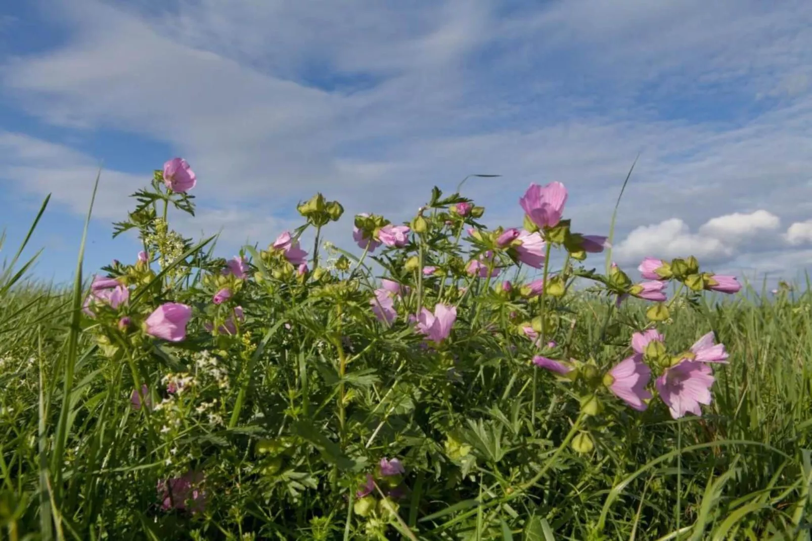 Comfort Eingang 6P - Basic