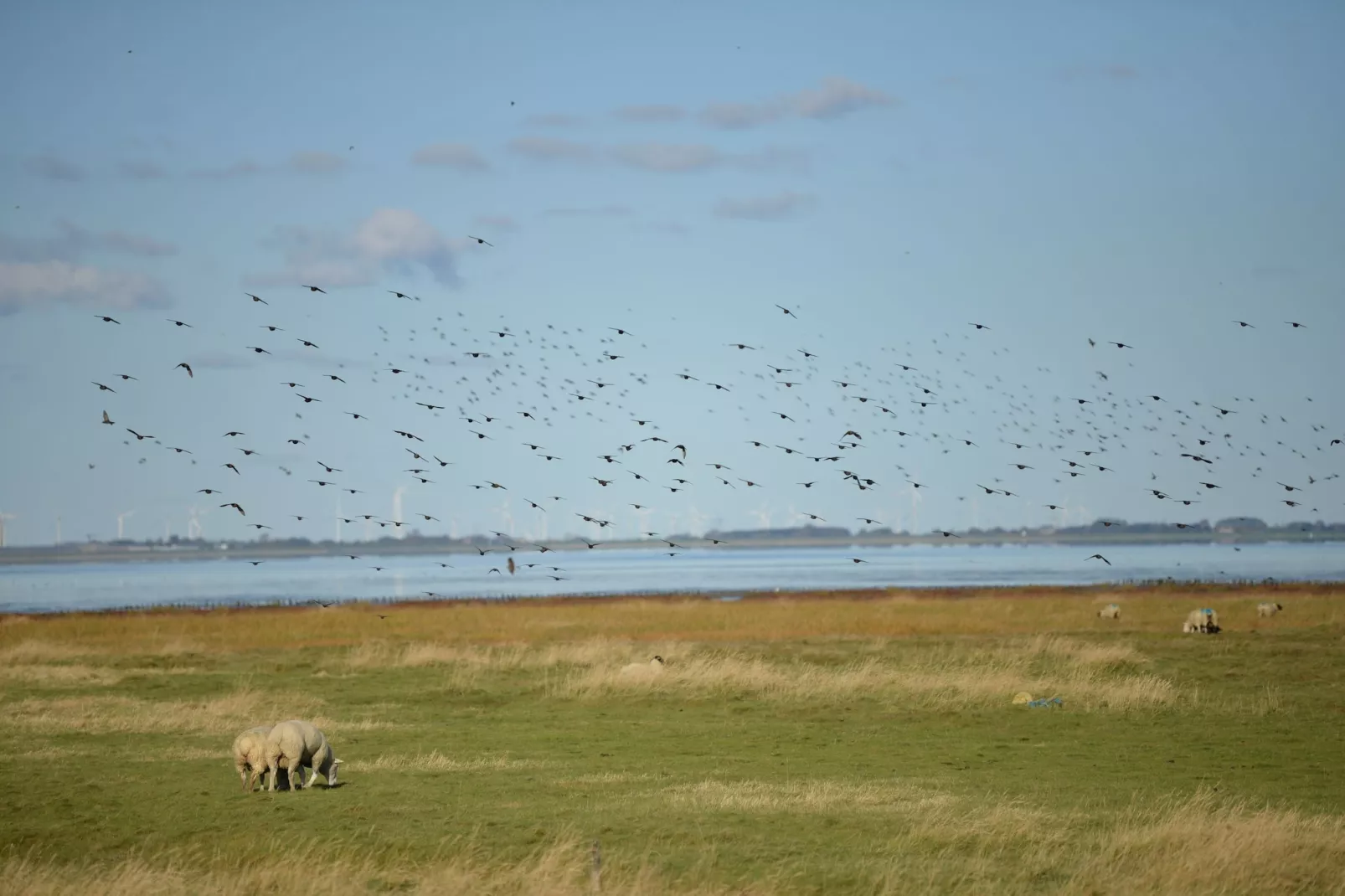 Kleiner Steert 11 b-Gebieden zomer 1km