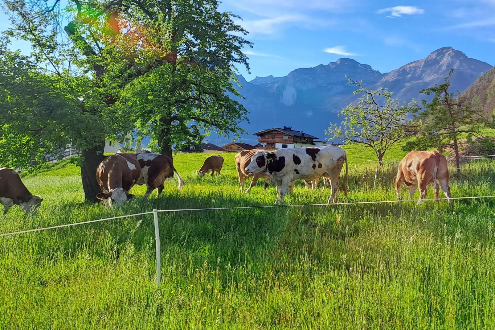 Chalet Anna-Tuinen zomer