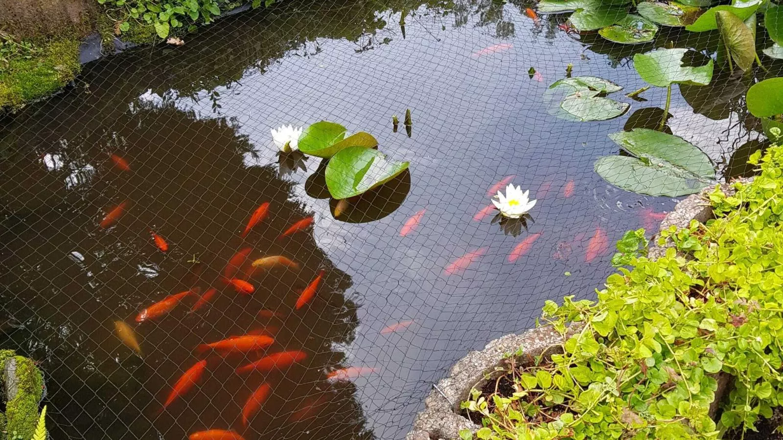 Bungalow Sonnerust - Tuinen zomer