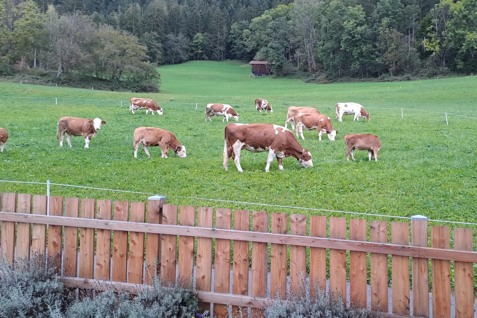 Chalet Anna-Uitzicht zomer