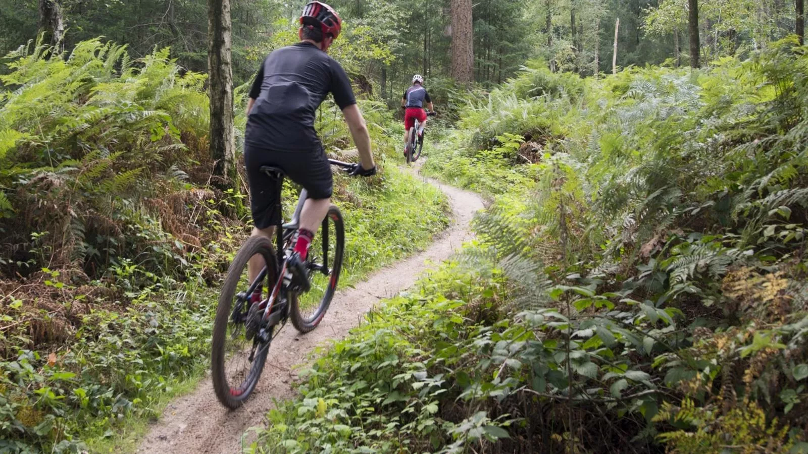 Bungalow Sonnerust - Gebieden zomer 1km