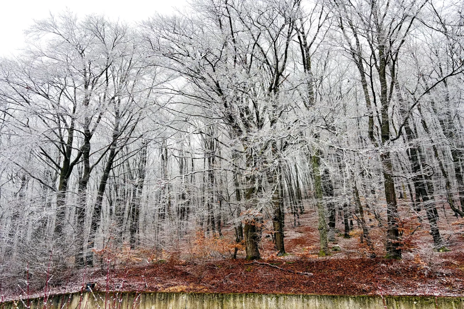 Comfort Eingang 6P - Basic - Gebied winter 5km