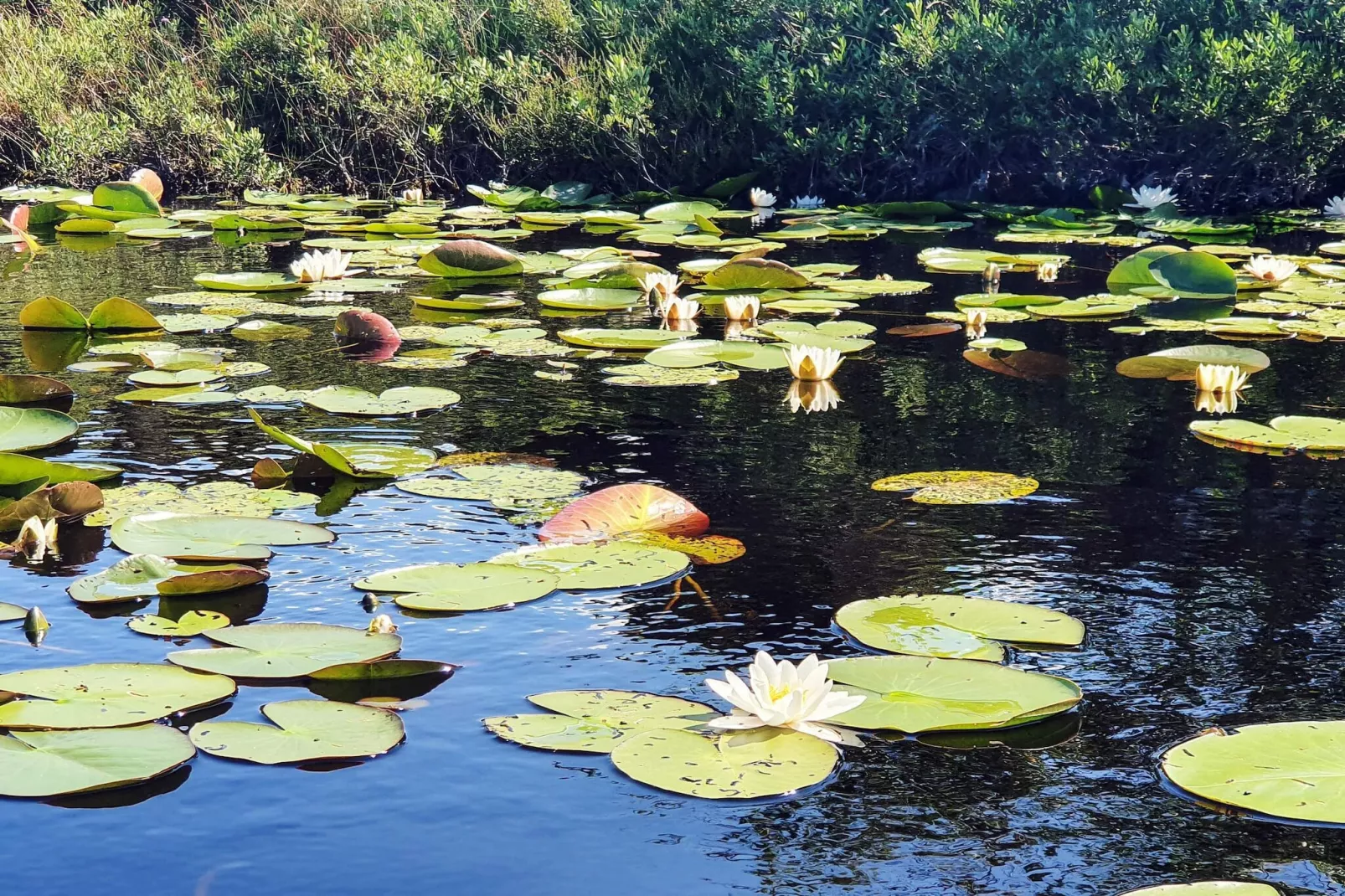 4 persoons vakantie huis in HÄLLEVIKSSTRAND - Niet-getagd