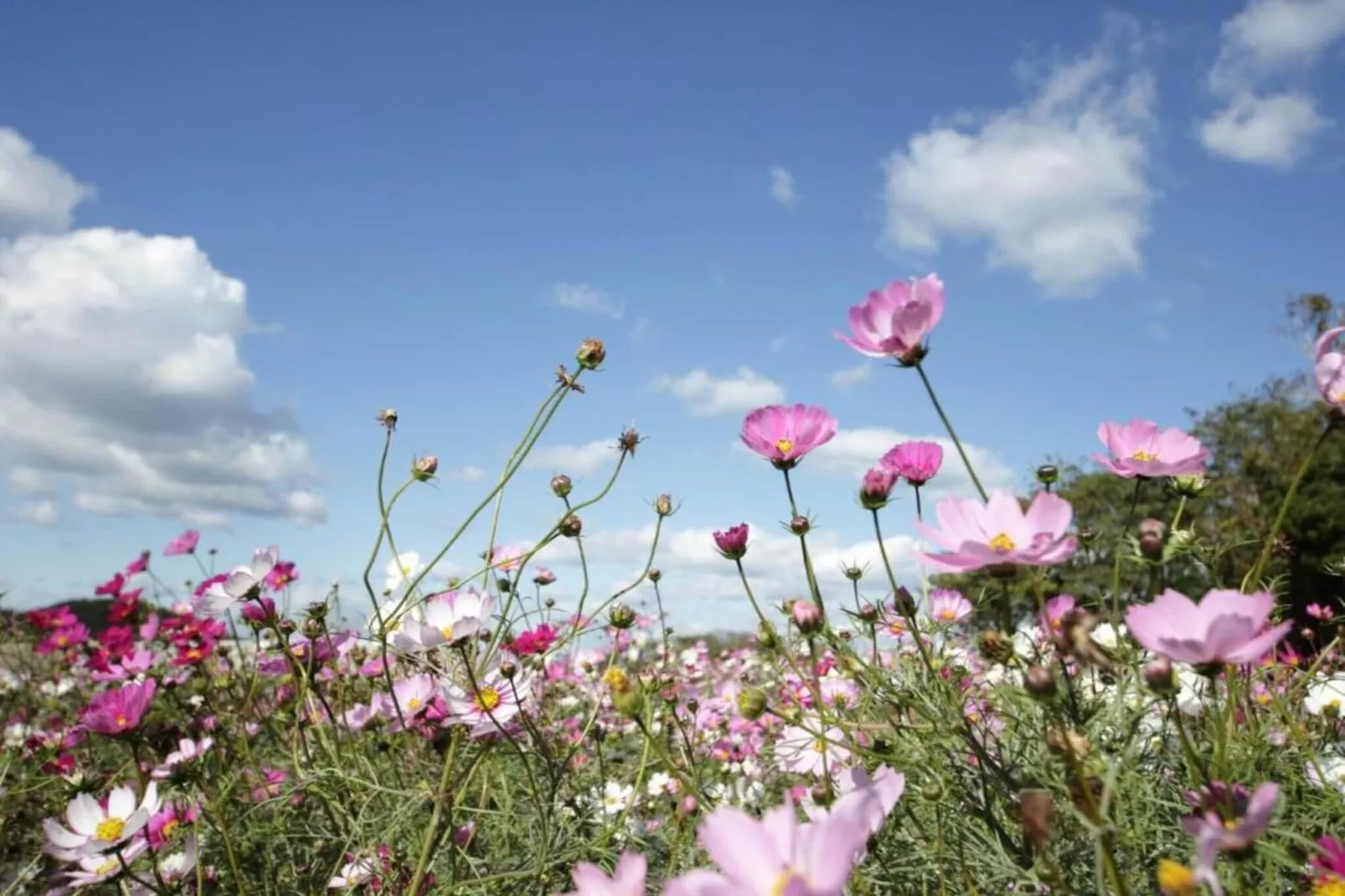 6P Standard-Gebieden zomer 5km