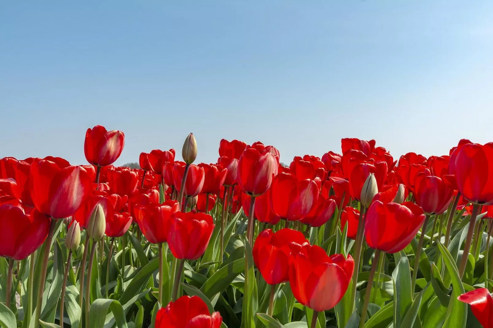 Callantsduyne 21-Gebieden zomer 1km