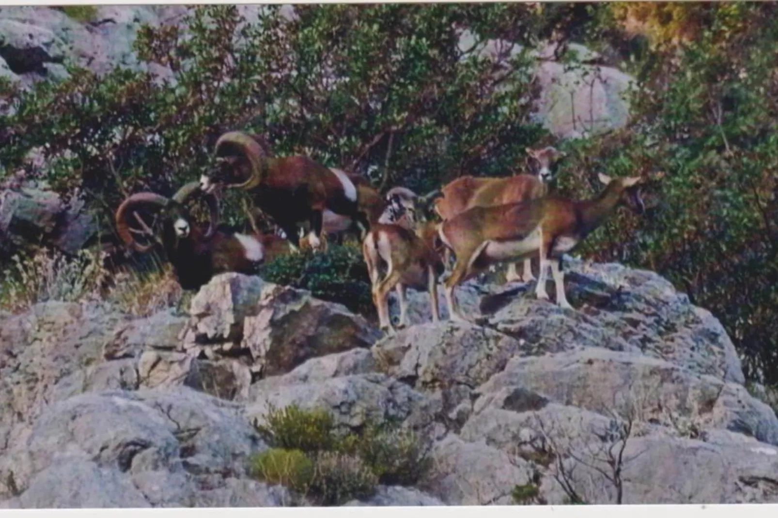 Apartments Kula - One-Bedroom Apartment with Terrace and Sea View-B1-Sfeer