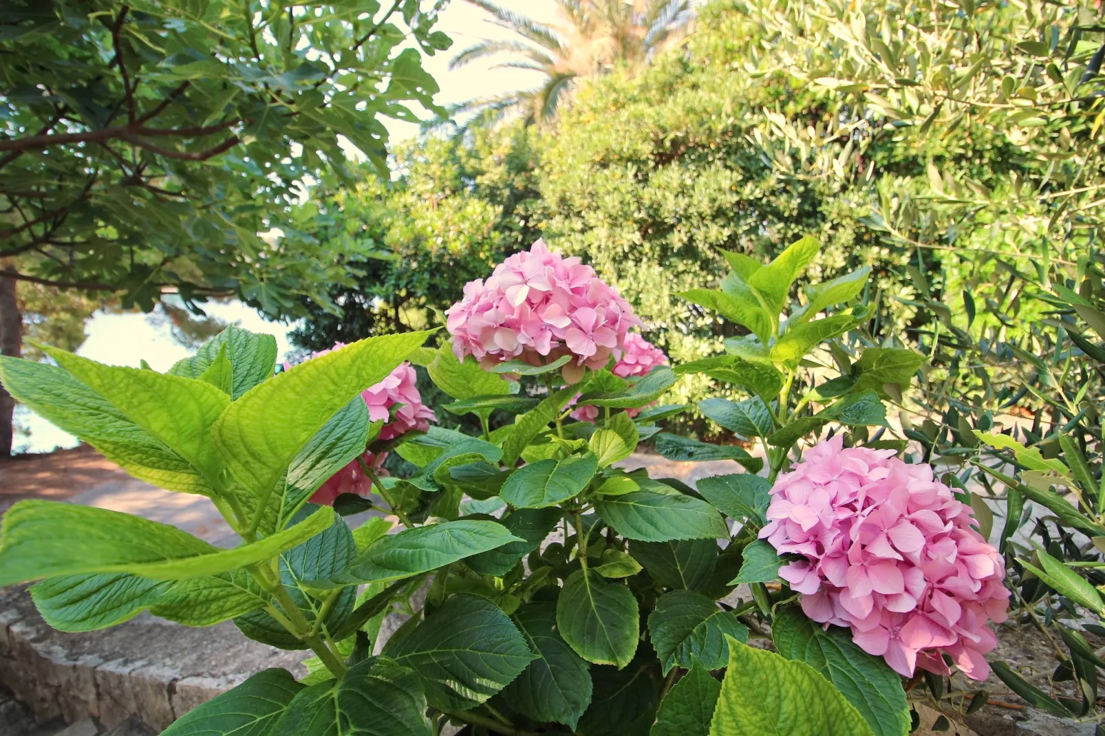 Apartment Kim- Two Bedroom Apartment with Terrace and Sea View-Tuinen zomer