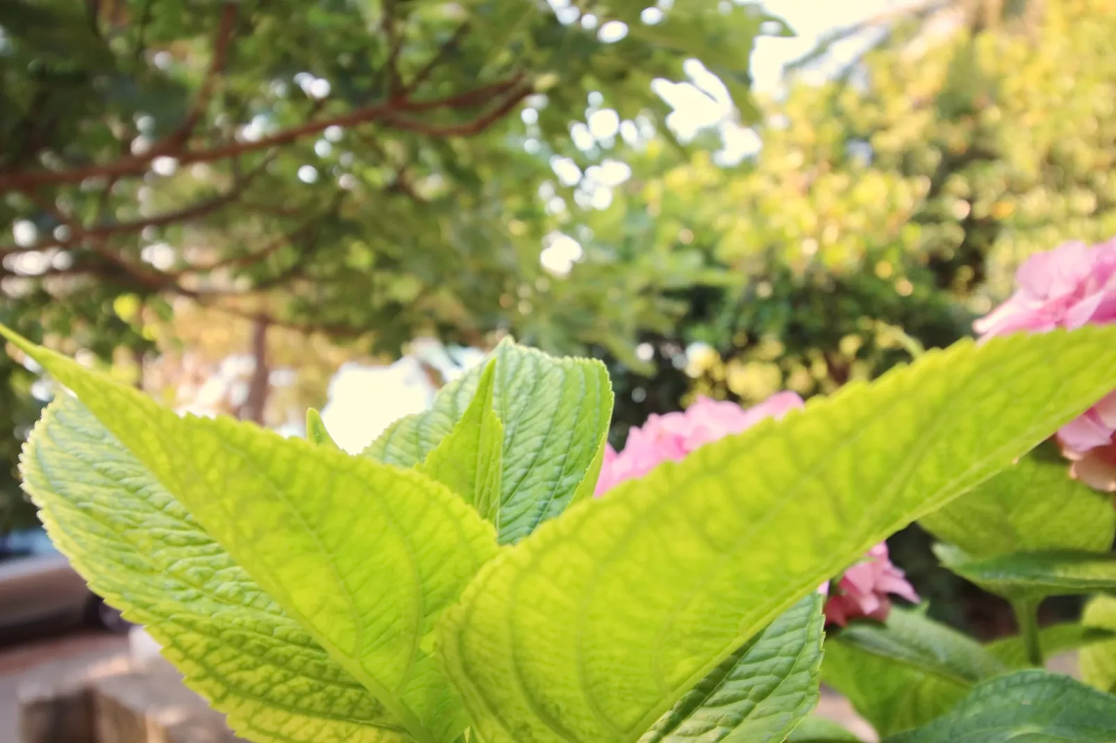 Apartment Kim- Two Bedroom Apartment with Terrace and Sea View-Tuinen zomer