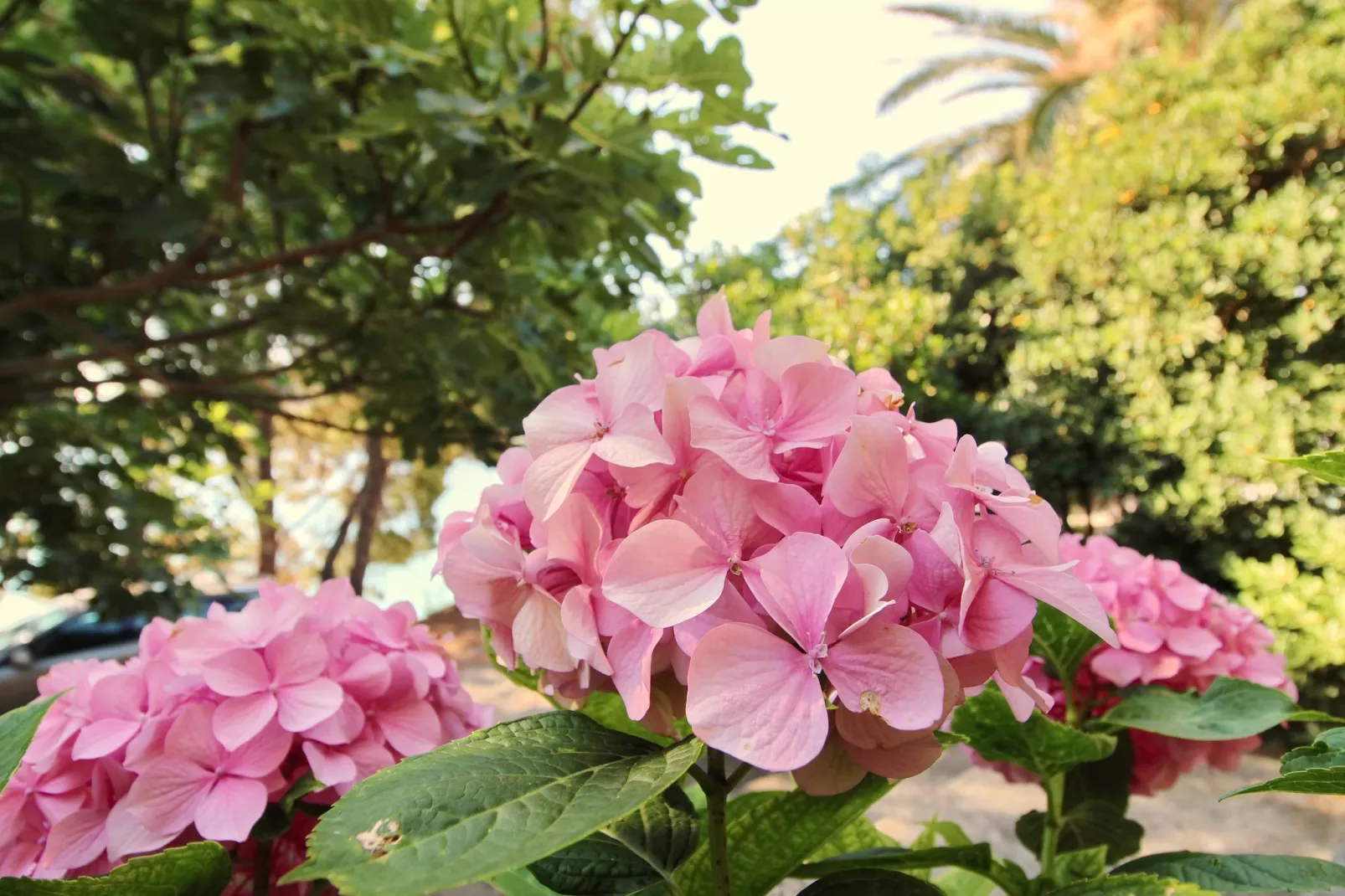 Apartment Kim- Two Bedroom Apartment with Terrace and Sea View-Tuinen zomer