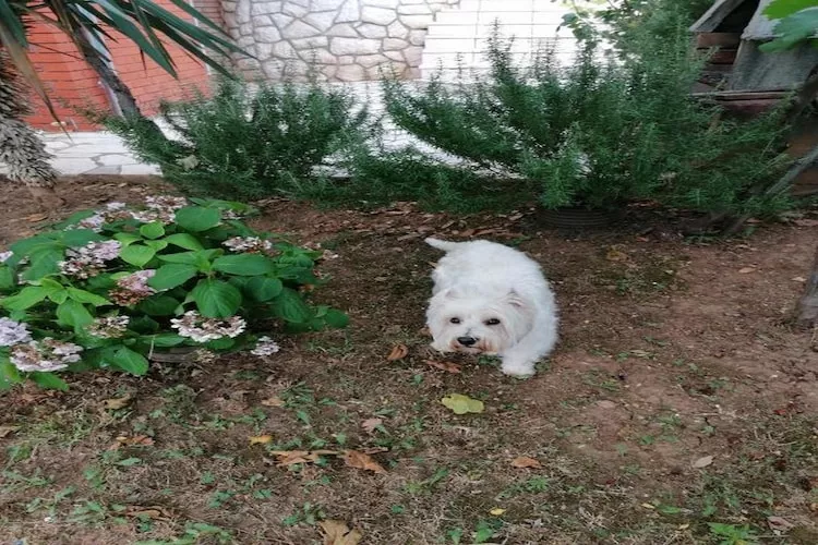 House Panorama - One Bedroom Apartment with Terrace and Sea View (Cezar)-Buitenlucht