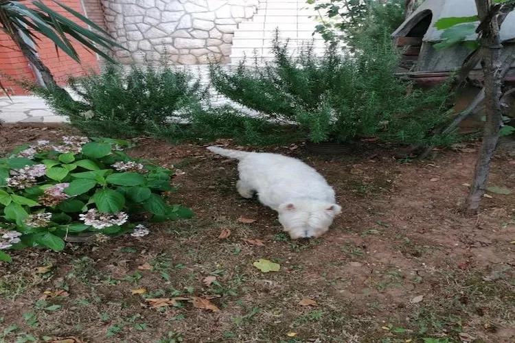 House Panorama - One Bedroom Apartment with Terrace and Sea View (Cezar)-Buitenlucht