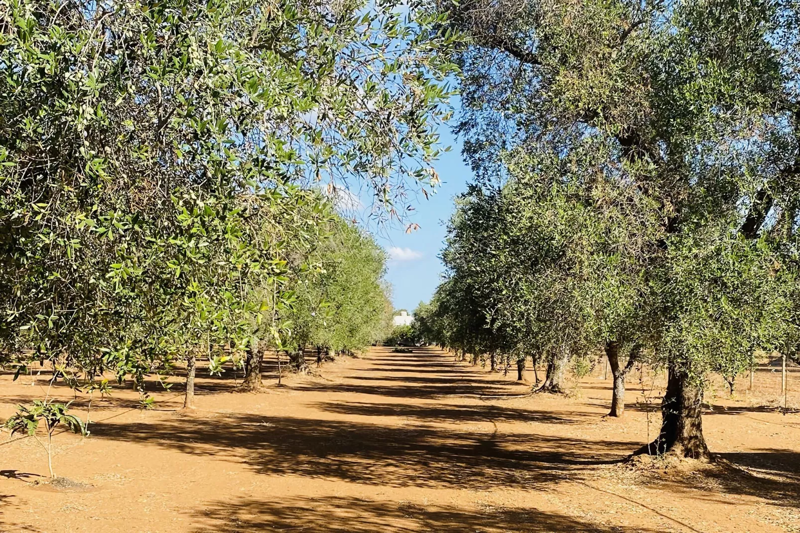 Villa azzurza - Gebieden zomer 5km