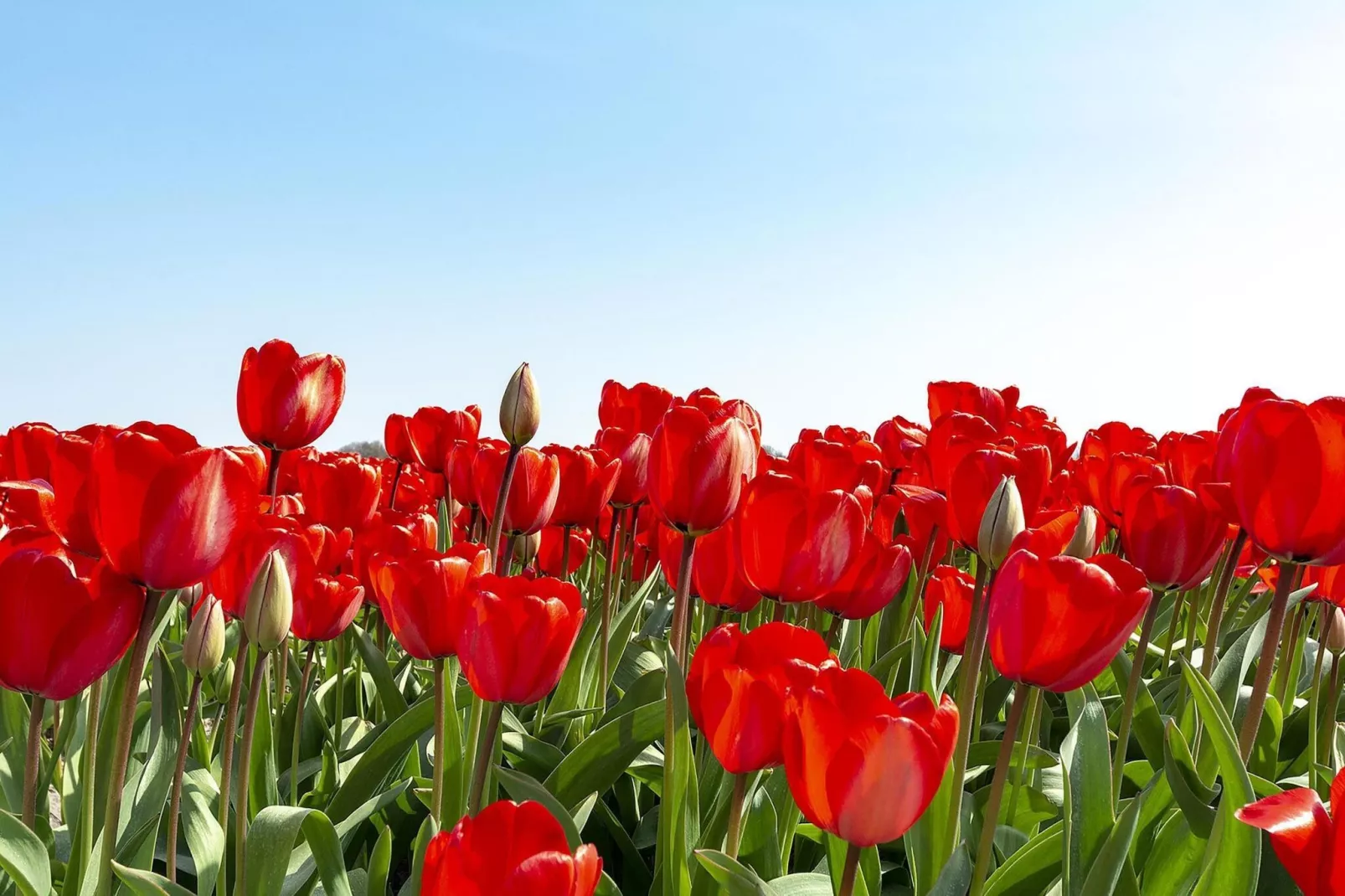 Ooghduyne 148-Tuinen zomer