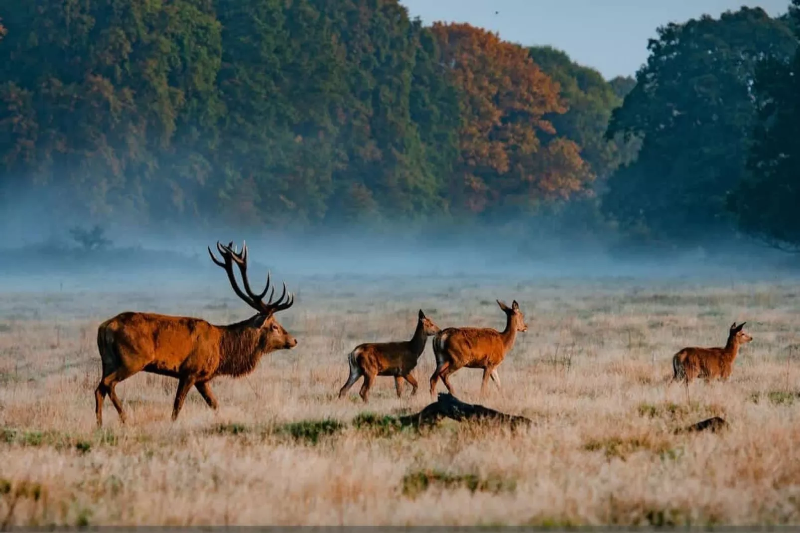 KT2 Gibbon Rd 94-Gebieden zomer 5km