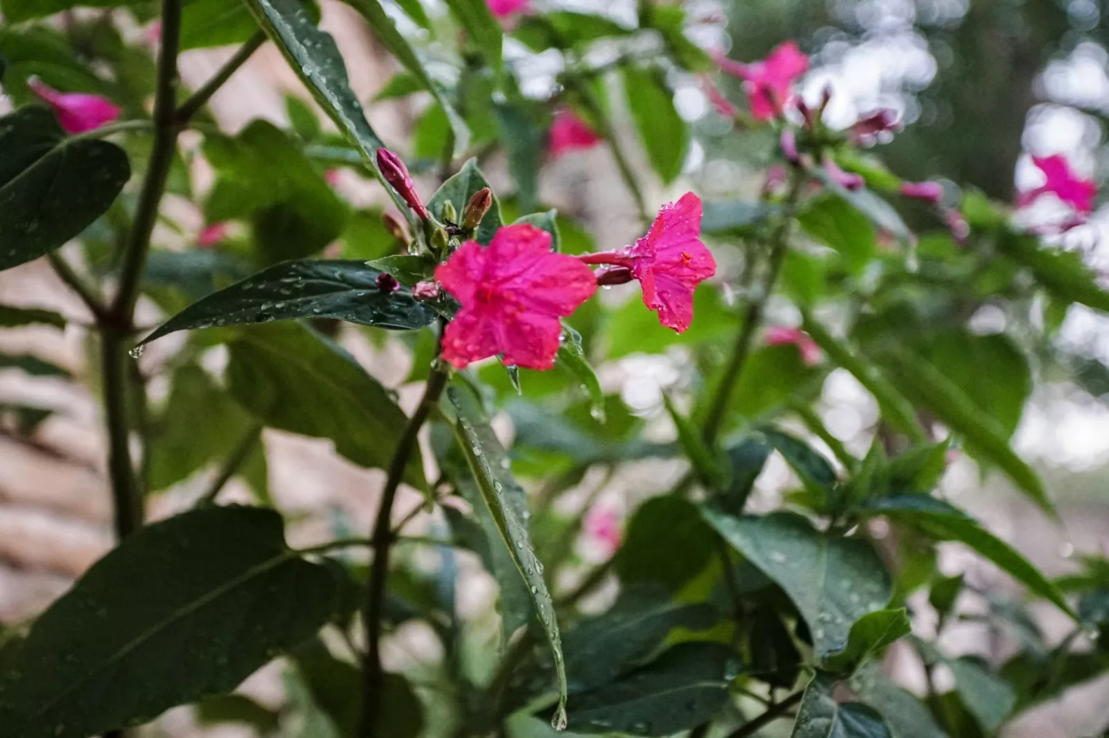 Tranquil Getaway with Shared Pool in Bale - One Bedroom Apartment-Buitenlucht