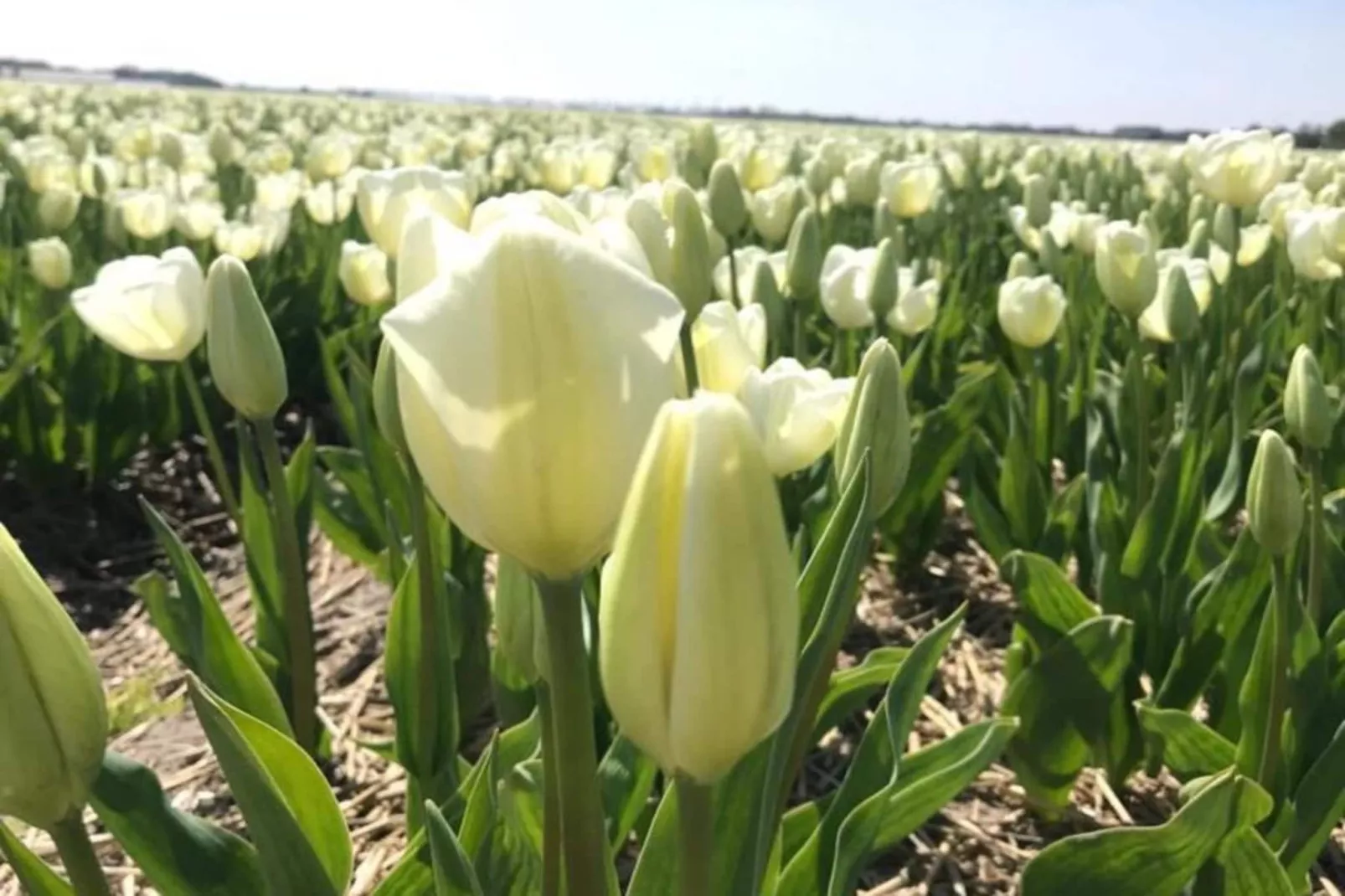 Ruyghe Hoeck 4 - Sfeer