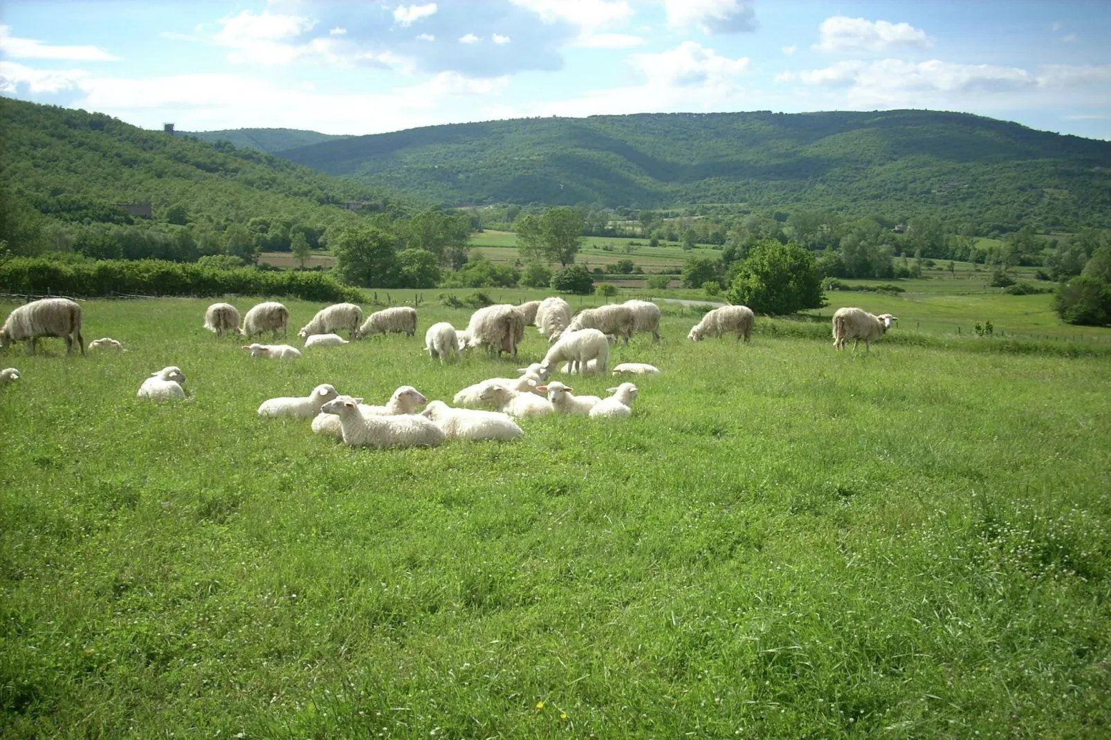 Nerone-Gebieden zomer 5km
