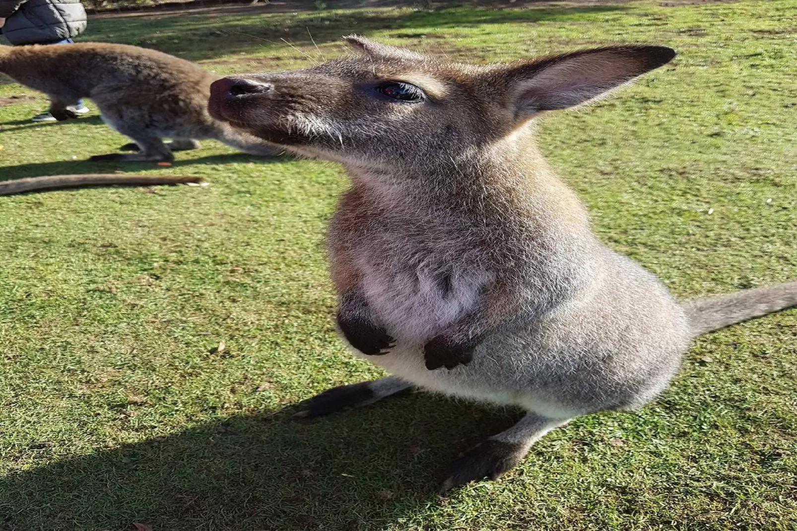 Le Buisson - 4pers Mont Dore Centre - Gebieden zomer 5km