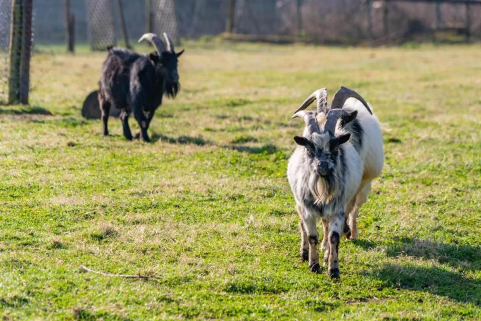 Heiderhof - Triple Room-Gebieden zomer 1km