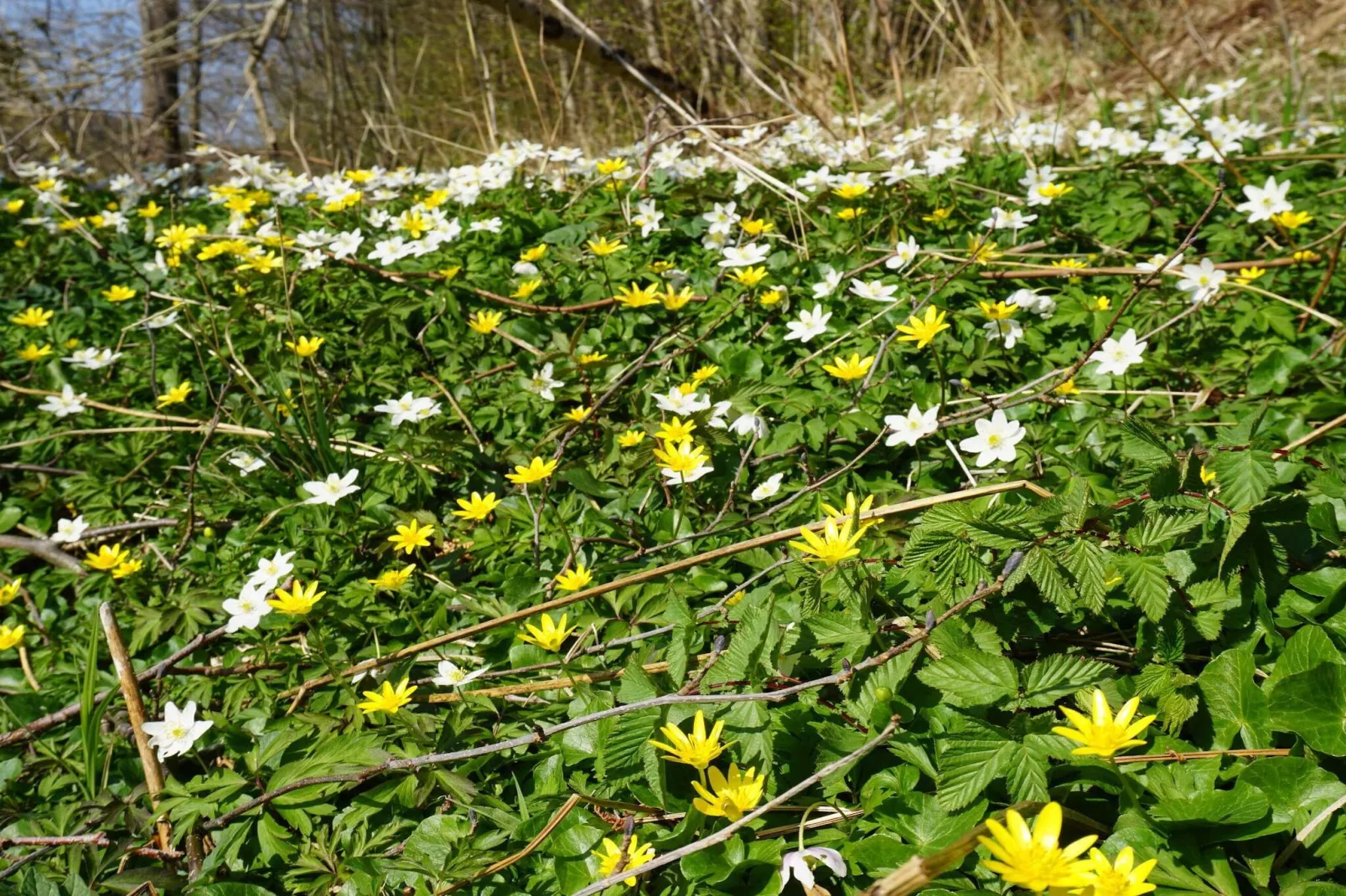 4 Personen vakantie huis in HÄLLEVADSHOLM-Niet-getagd