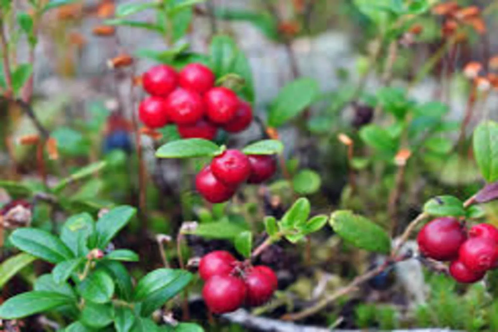 4 Personen vakantie huis in HÄLLEVADSHOLM-Niet-getagd