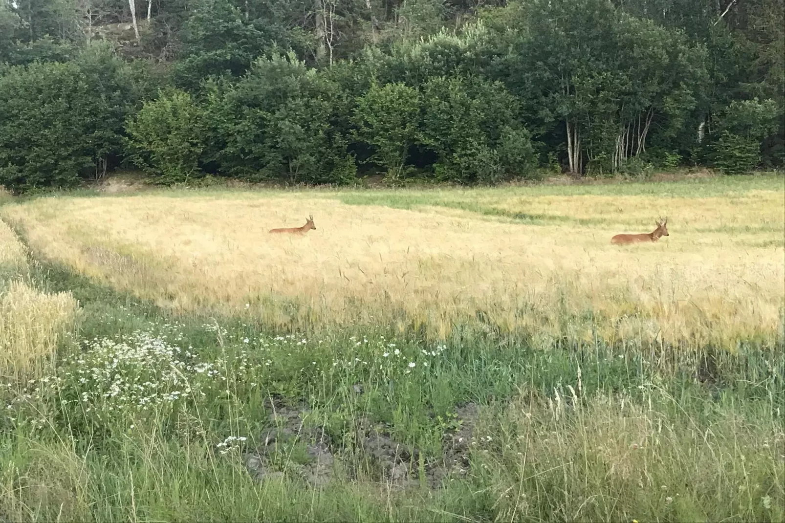 4 Personen vakantie huis in LYSEKIL-Niet-getagd