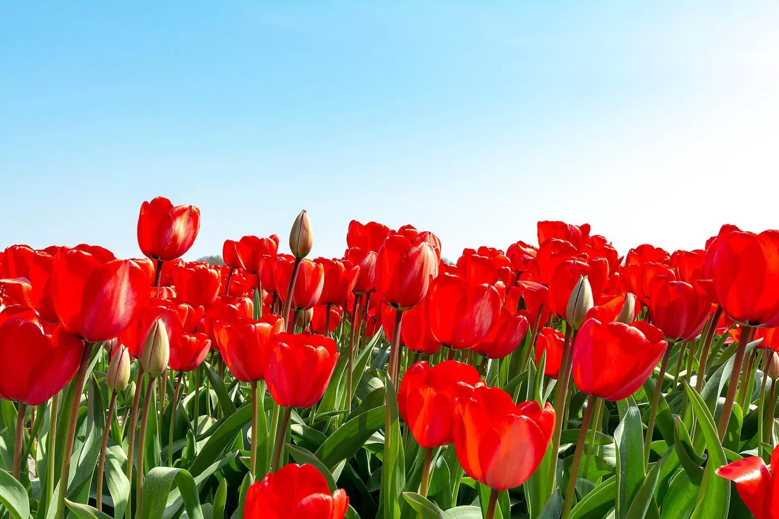 Beach Studio Campanula - Uitzicht