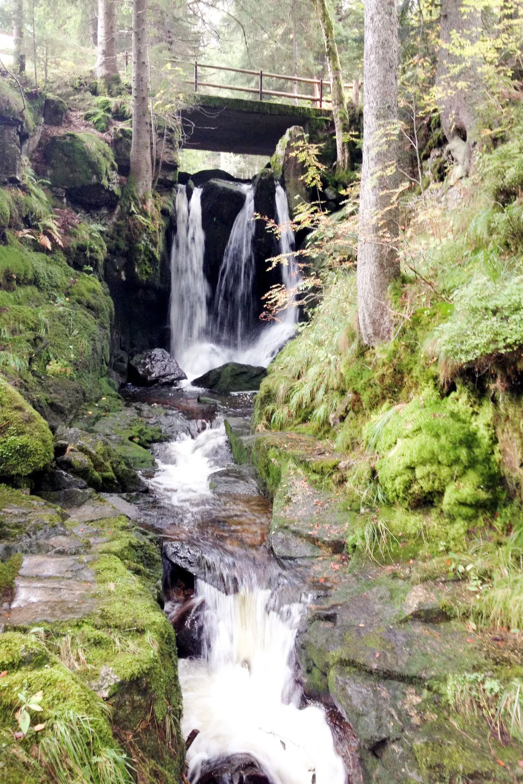 Haus Maria Hochschwarzwald, Garten umzäunt, Wald - Omgeving