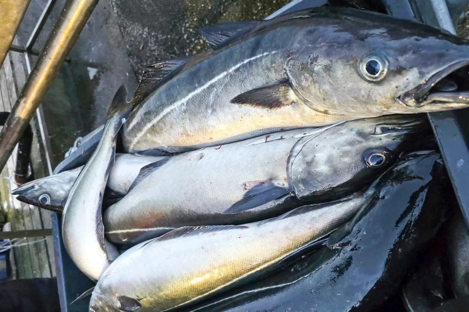 5 Personen vakantie huis in Flatanger - Niet-getagd