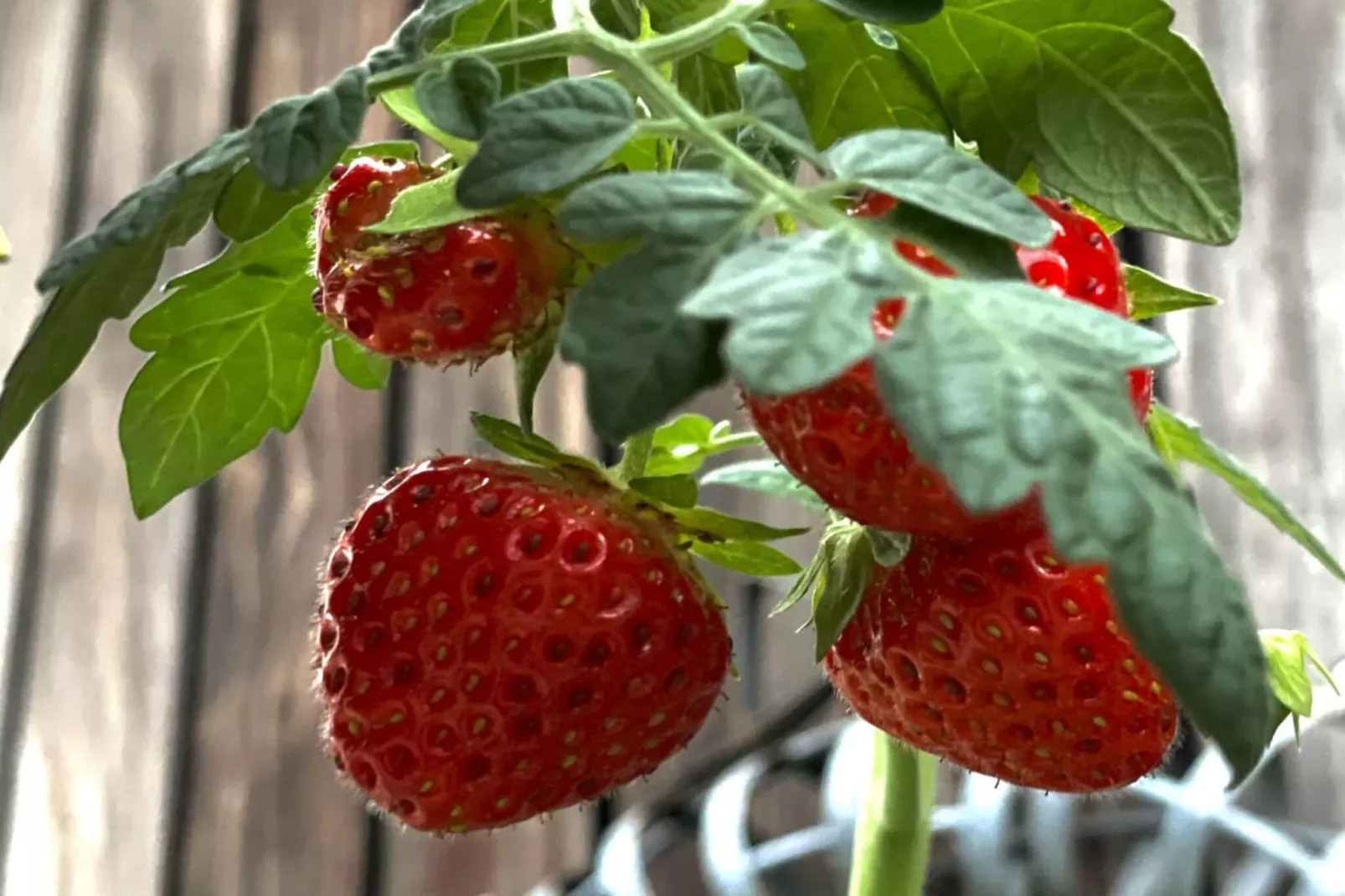 5 sterren vakantie huis in Vesterøy - Niet-getagd