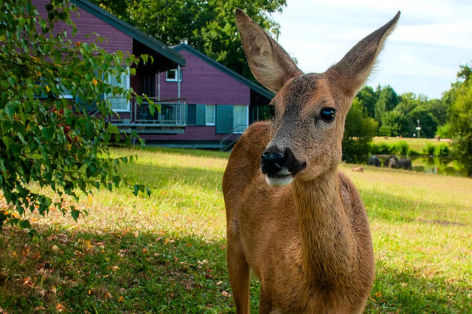 Résidence Goélia Le Domaine des Nouailles*** - Niet-getagd