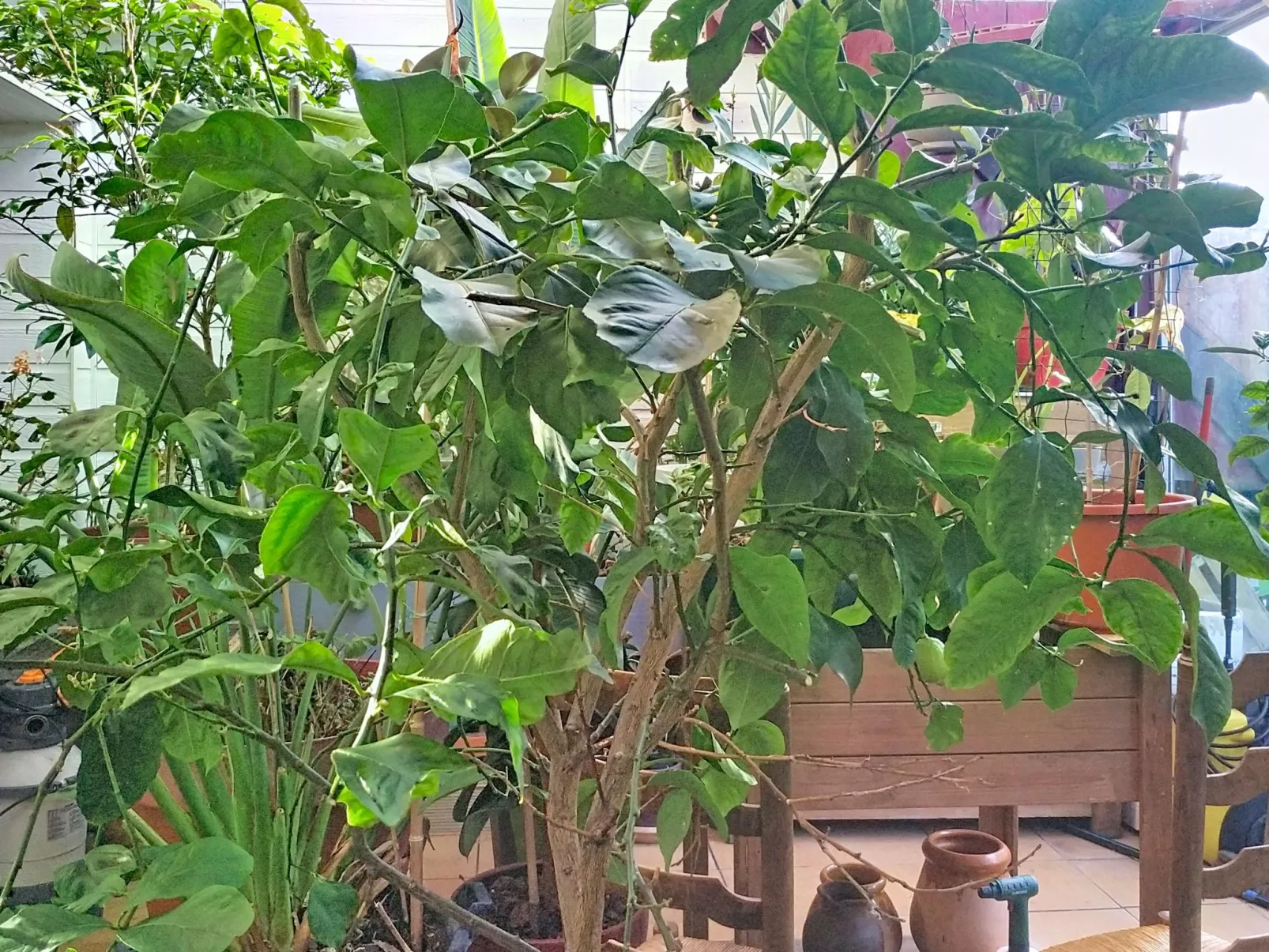 Le Paradis des Fleurs - Binnen