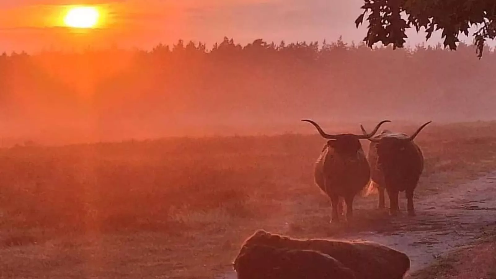 Het Hertenpad - Gebieden zomer 5km