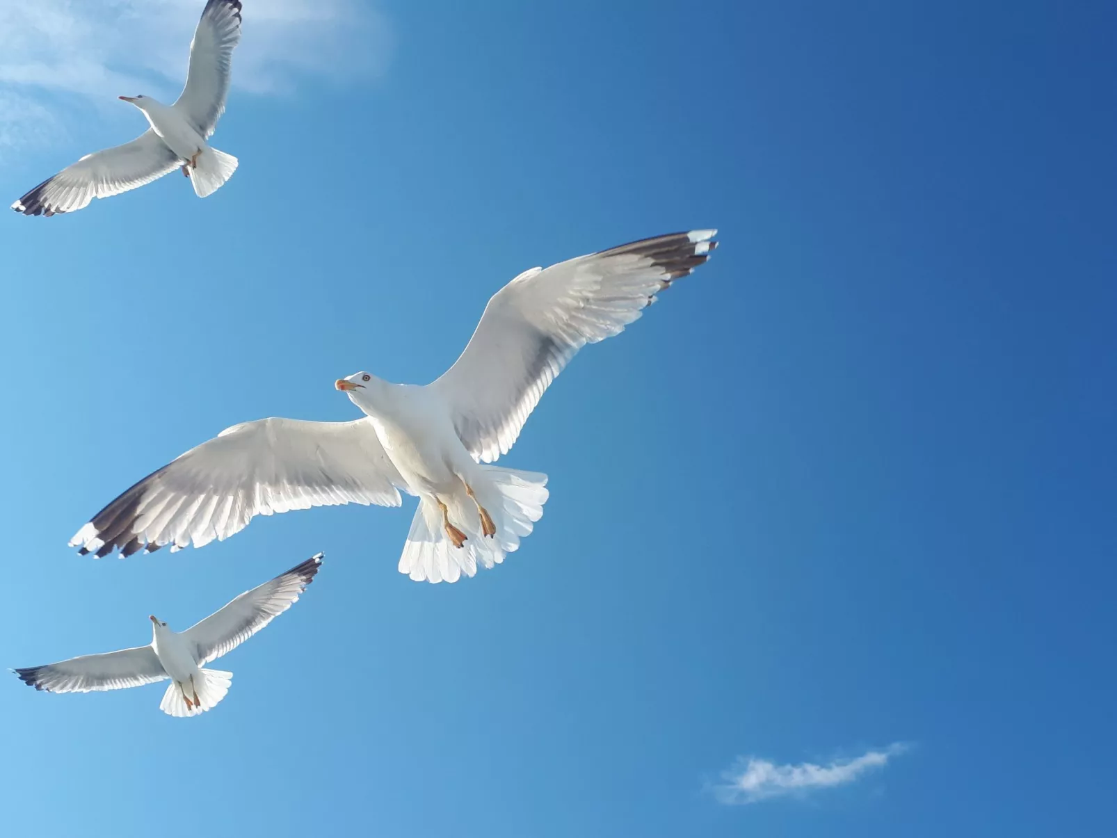 Strandnahes Ferienhaus mit privatem Garten - Image-tags.info