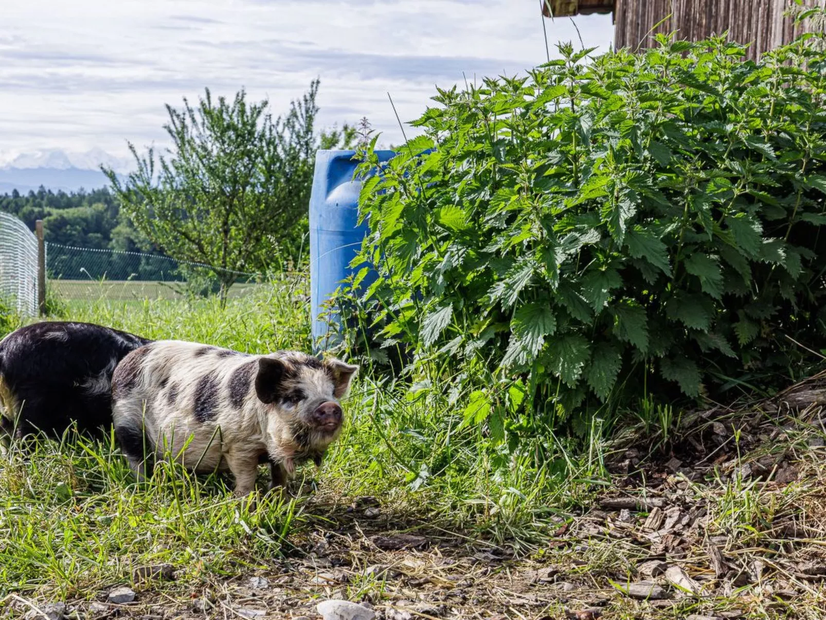 Uelis-Stoeckli - Buiten