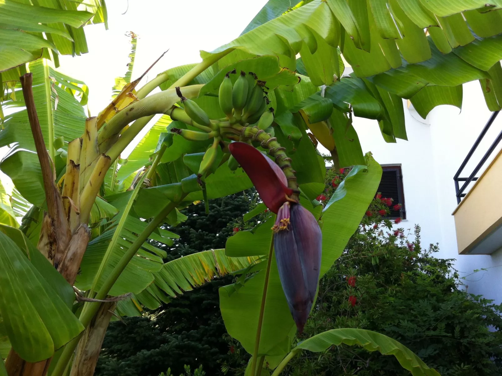 Aus dem Garten direkt an den Strand - Buiten