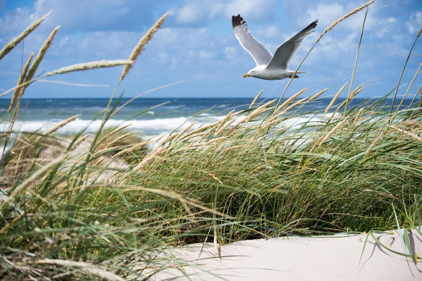 Spring Sun 82 - Gebieden zomer 1km