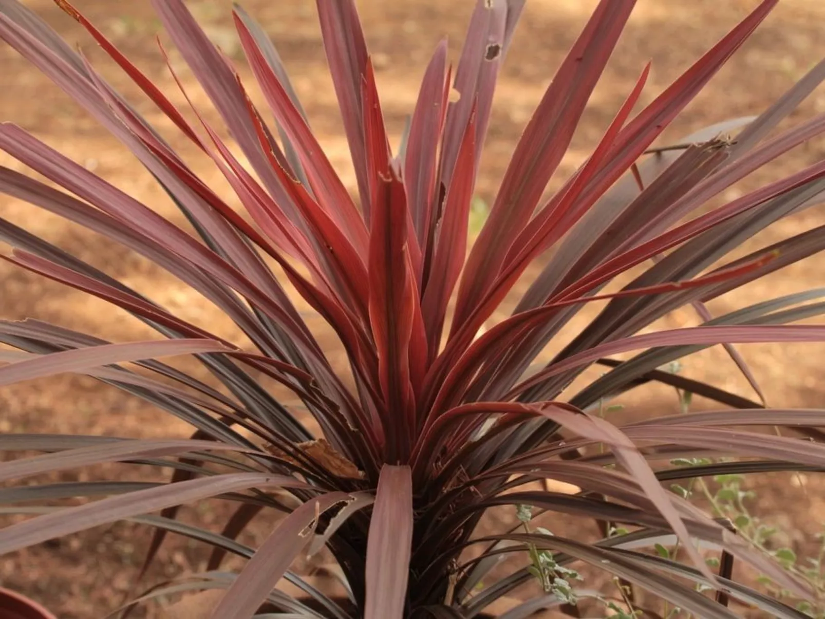 Modernes Ferienhaus in Drenje mit Privatem Garten - Binnen