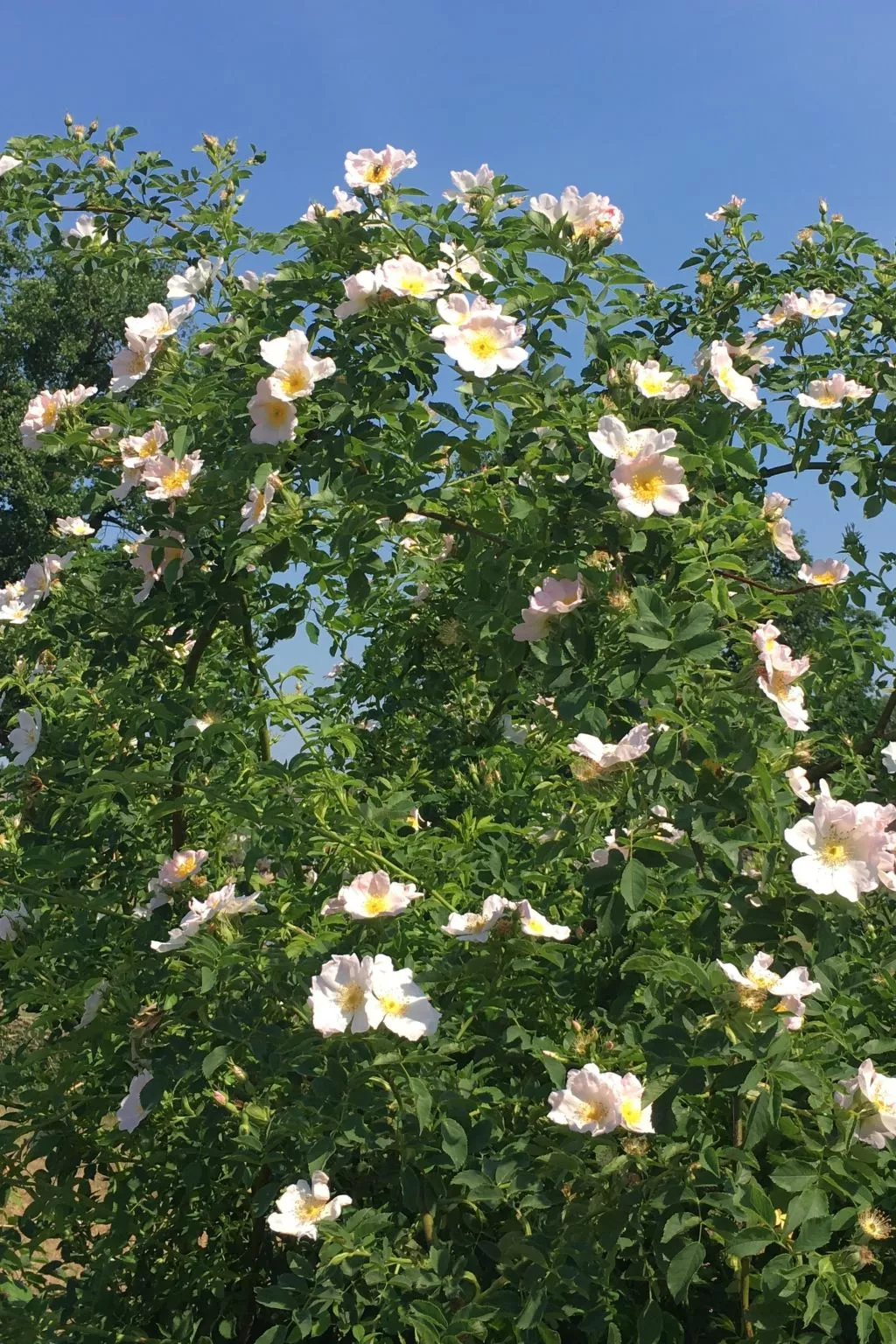 Holunderzimmer - Buiten