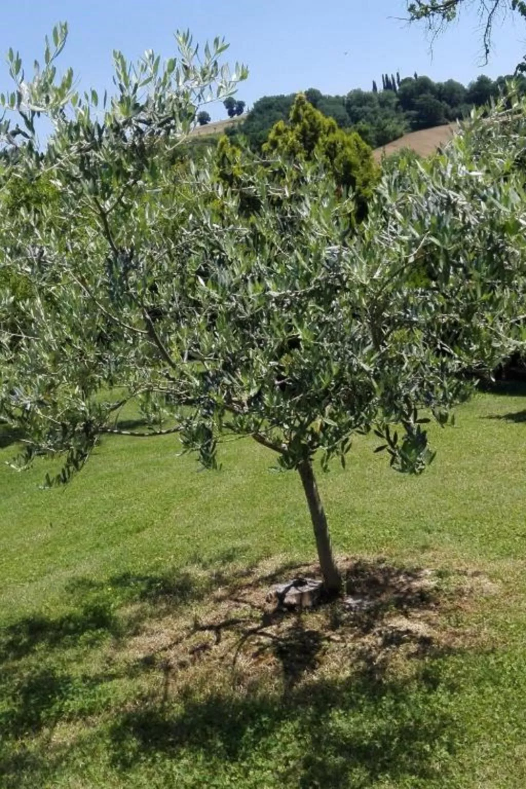 Rustikale Eleganz mit Blick auf die umbrische La - Buiten