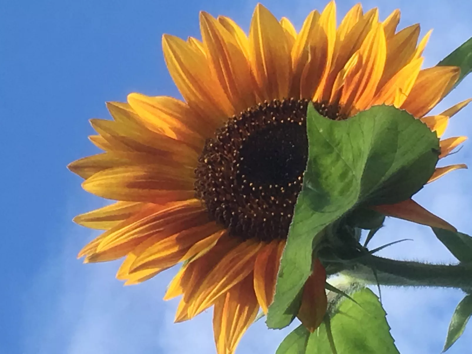 Holunderzimmer - Buiten