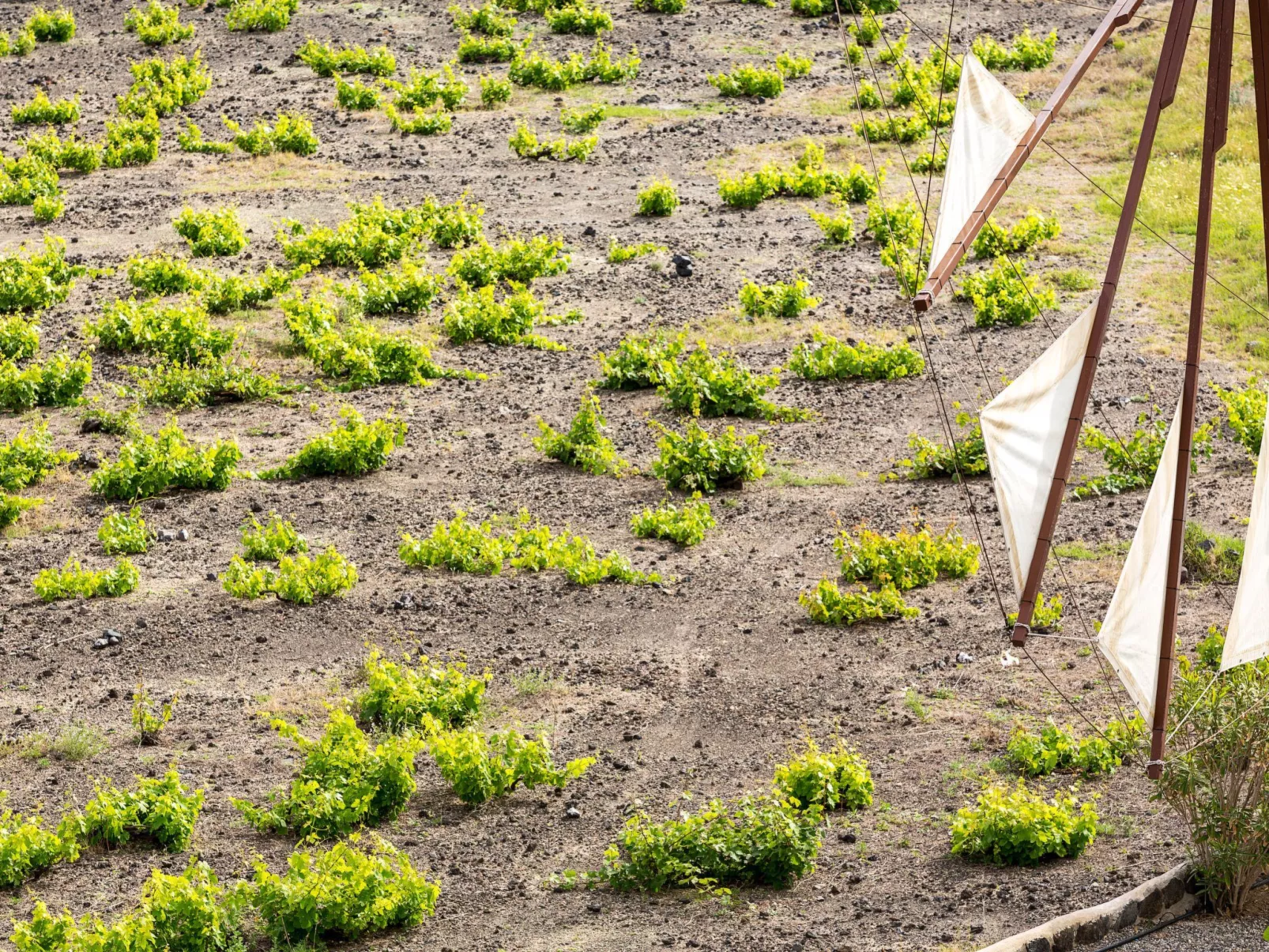 "Green Windmill Villa" - Buiten