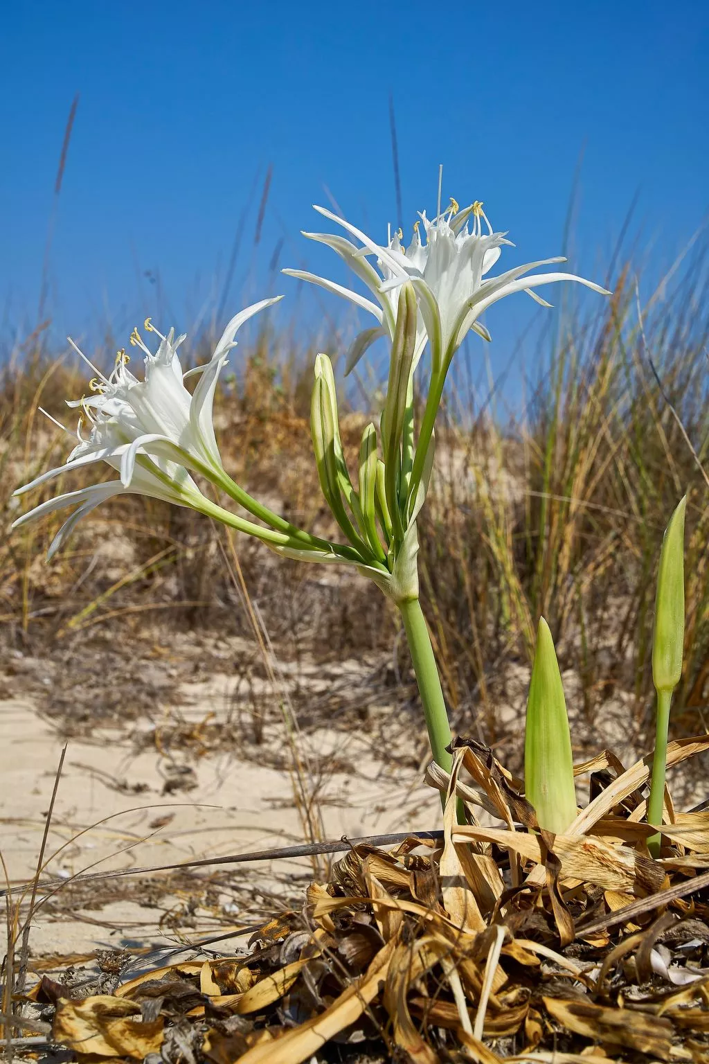 Wohnung in Kallithea mit Garten und Terrasse - Image-tags.info