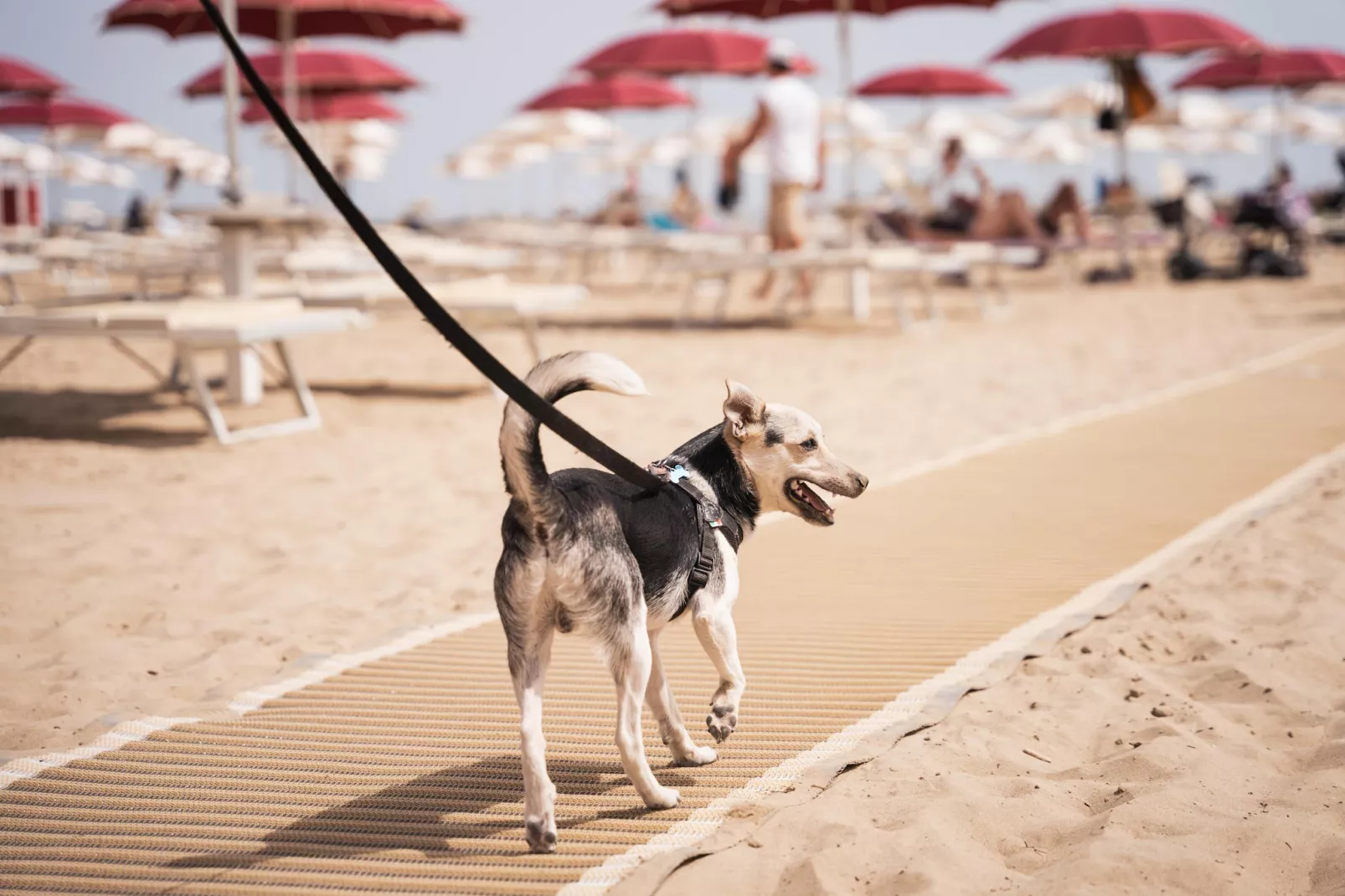 Rimini Family Resort - LODGE dog on request - Parkfaciliteiten
