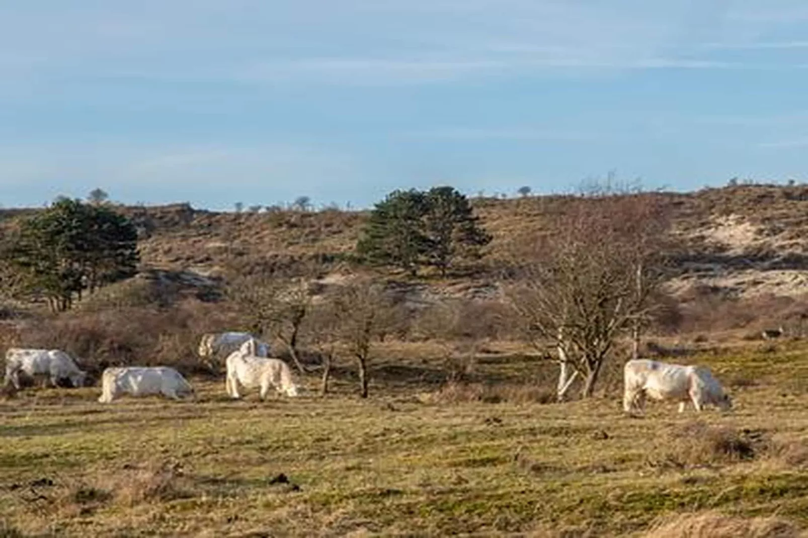 Duinhoeve Duinlodges 2 pers (huisdiervriendelijk) - Gebieden zomer 5km